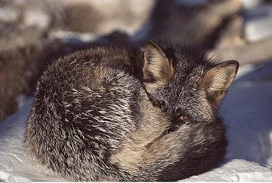 神谷英树对重制《鬼泣1》《猎天使魔女》等经典作品感兴趣